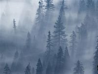 pic for 480x360 Foggy Forest